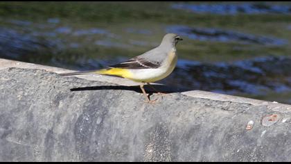 Dağ kuyruksallayanı