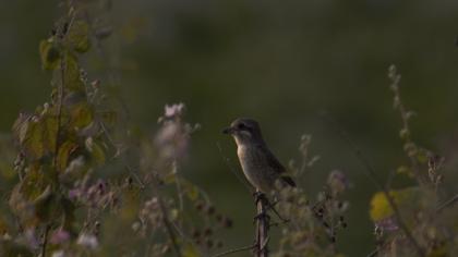 Kızılsırtlı örümcekkuşu