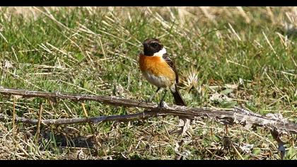 European Stonechat