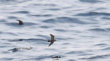 Fırtınakırlangıcı