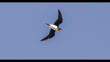 Karakanatlı bataklıkkırlangıcı