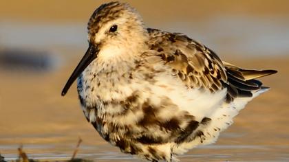 Karakarınlı kumkuşu