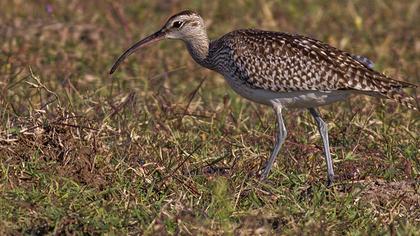 Sürmeli kervançulluğu