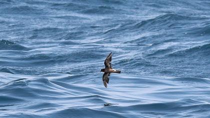 Fırtınakırlangıcı