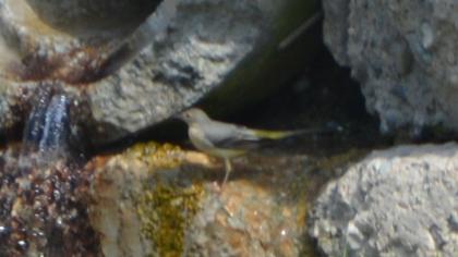 Dağ kuyruksallayanı