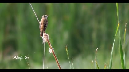 Kındıra kamışçını