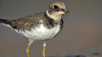 Halkalı küçük cılıbıt