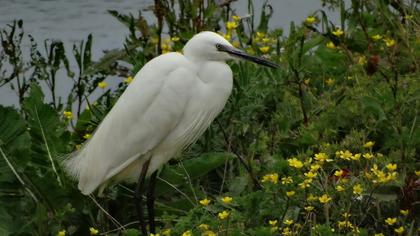 Küçük ak balıkçıl
