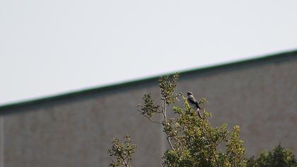 Karaalınlı örümcekkuşu