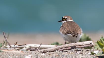 Halkalı küçük cılıbıt