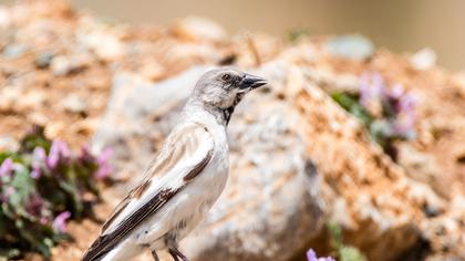White-winged Snowfinch