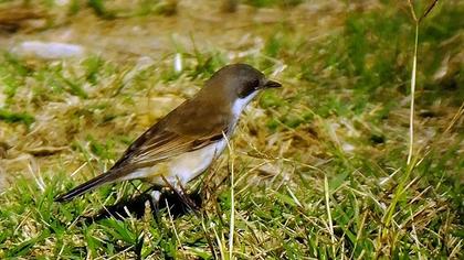 Küçük akgerdanlı ötleğen