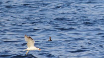 Fırtınakırlangıcı