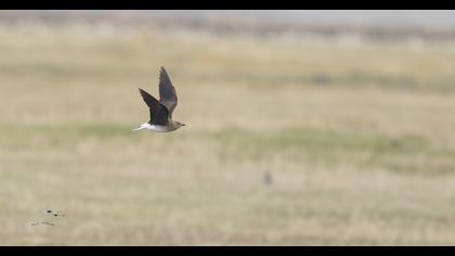 Karakanatlı bataklıkkırlangıcı