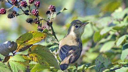 Çalı kamışçını