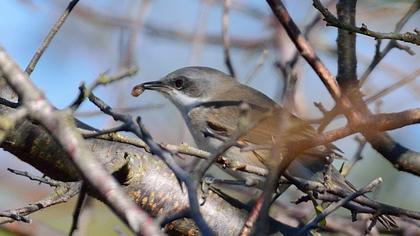 Küçük akgerdanlı ötleğen