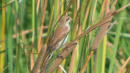 Kızılsırtlı örümcekkuşu