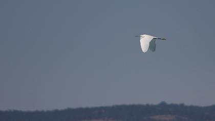 Küçük ak balıkçıl