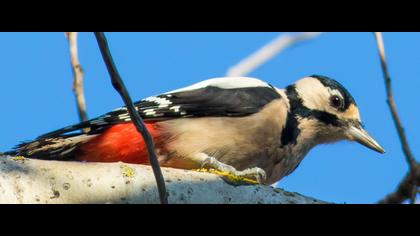 Orman alaca ağaçkakanı