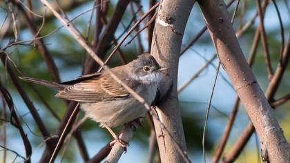Akgerdanlı ötleğen