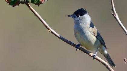 Karabaşlı ötleğen