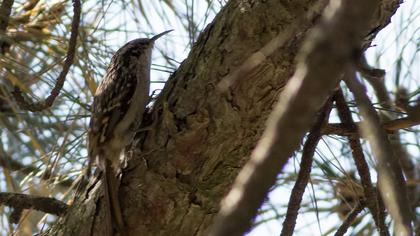 Bahçe tırmaşıkkuşu