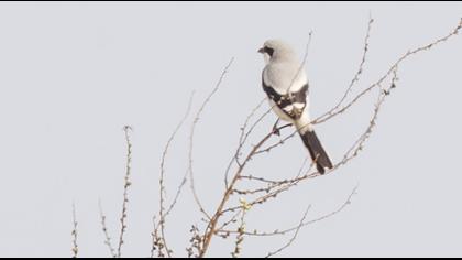 Büyük örümcekkuşu