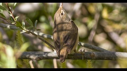 Çalı kamışçını