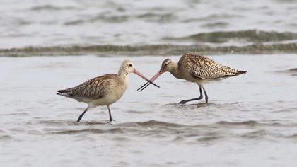 Kıyı çamurçulluğu