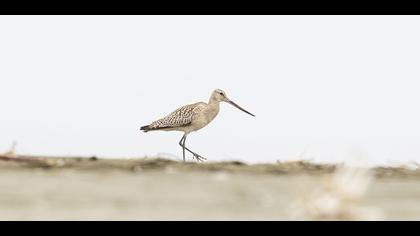 Kıyı çamurçulluğu