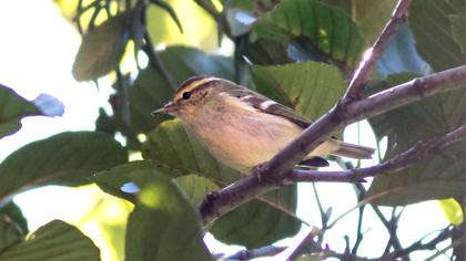 Sarıkaşlı çıvgın