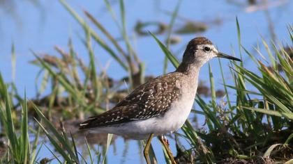 Orman düdükçünü