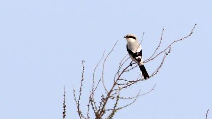 Büyük örümcekkuşu