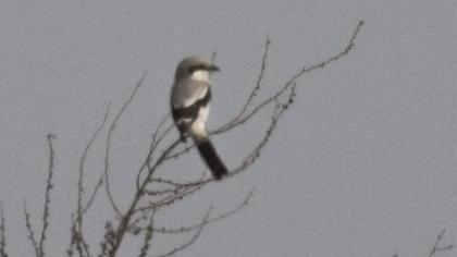 Büyük örümcekkuşu