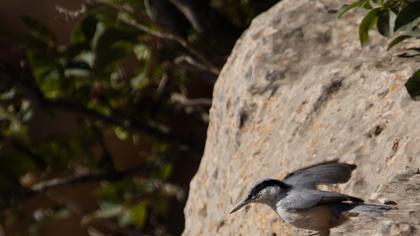 Büyük kaya sıvacısı