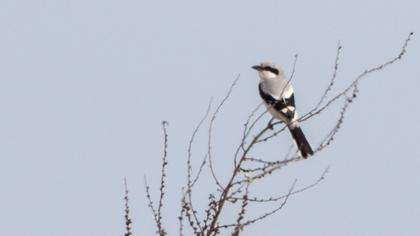 Büyük örümcekkuşu