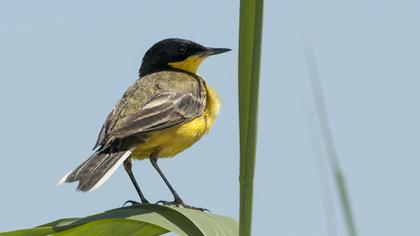 Sarı kuyruksallayan