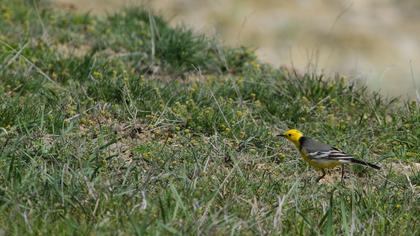 Sarıbaşlı kuyruksallayan