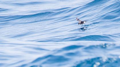 Fırtınakırlangıcı