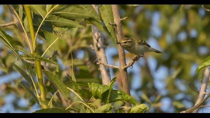 Sarıkaşlı çıvgın