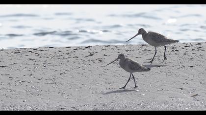 Kıyı çamurçulluğu