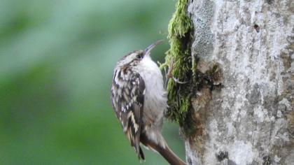 Bahçe tırmaşıkkuşu