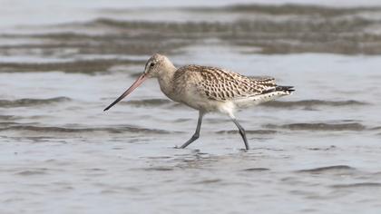 Kıyı çamurçulluğu