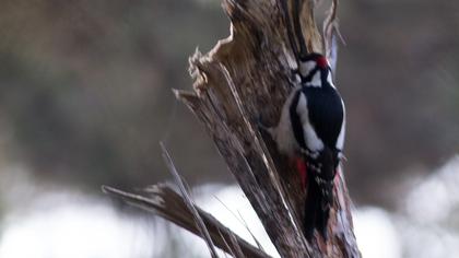 Orman alaca ağaçkakanı