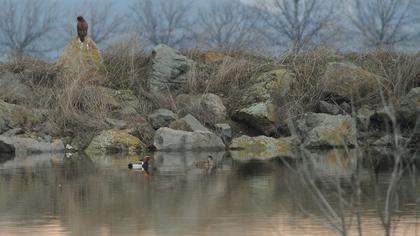 Red-crested Pochard