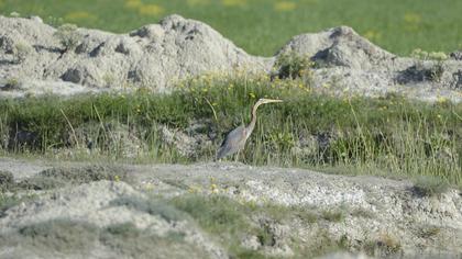 Erguvani balıkçıl