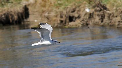 Van gölü martısı