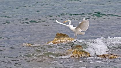 Büyük ak balıkçıl