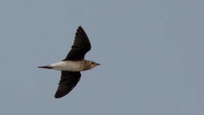 Karakanatlı bataklıkkırlangıcı