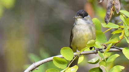 Karabaşlı ötleğen